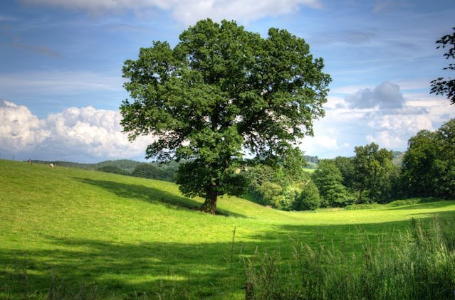 how trees help save water